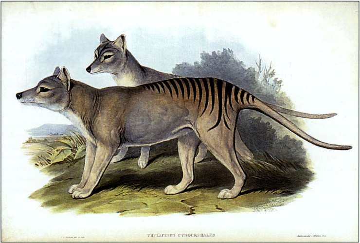 tigre della Tasmania