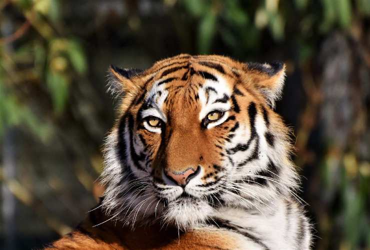 tigre estinzione