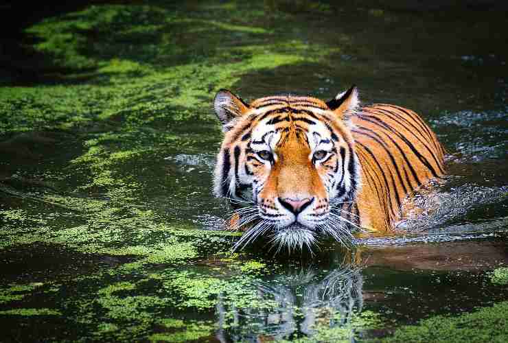 tigre popolazione