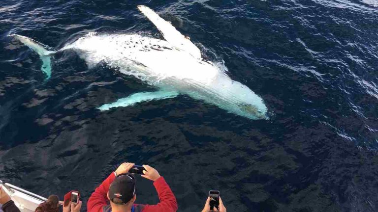 Whale watching: pro e contro di questa pratica