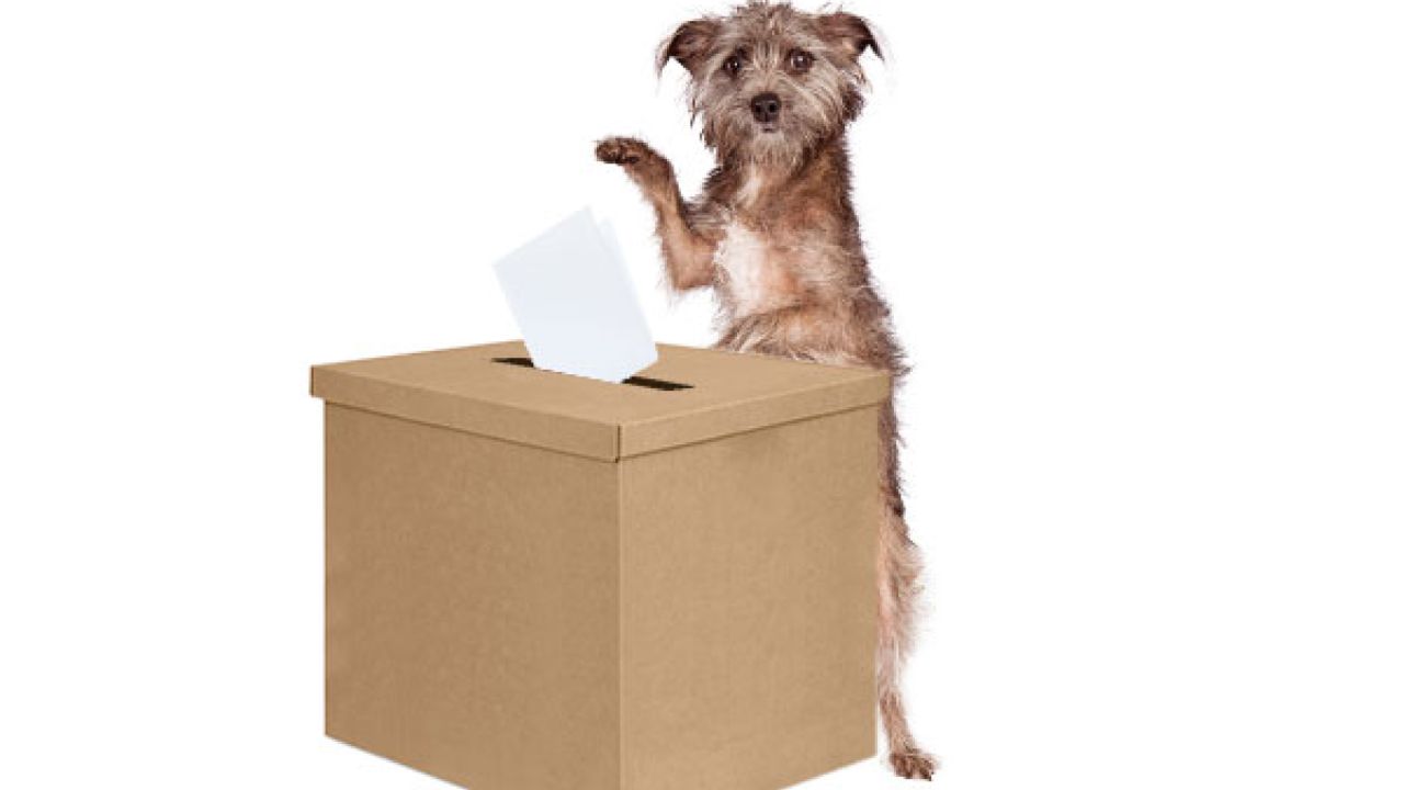 Elezioni cani seggio