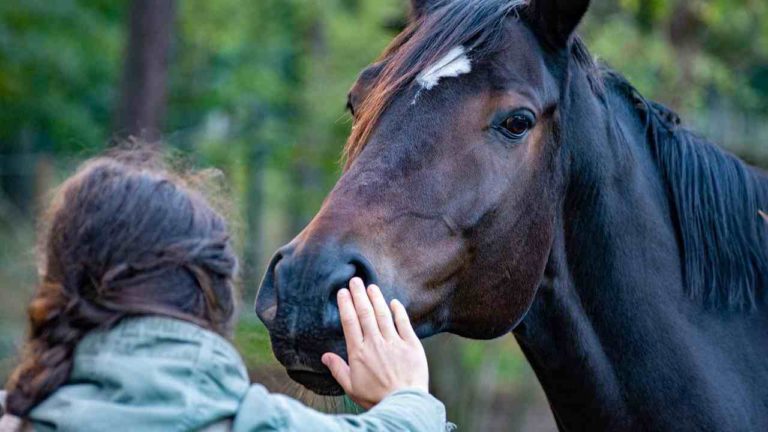 Pet Therapy: cosa rende i cavalli una specie perfetta per questo “ruolo”