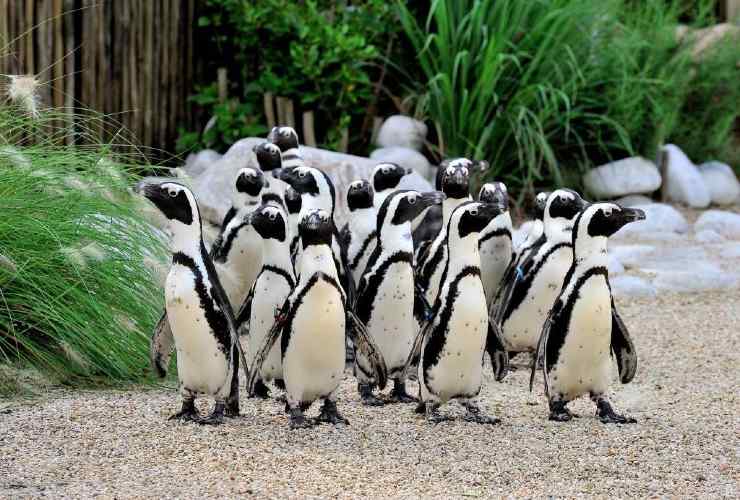 Pinguini Bioparco Roma