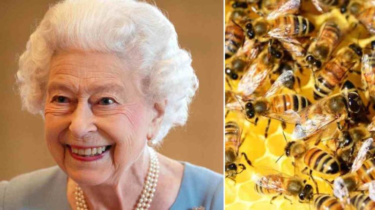 Anche le api di Buckingham Palace sono state informate della morte della Regina Elisabetta II