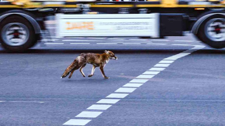 Animali selvatici sempre più urbanizzati: ecco cosa li spinge in città