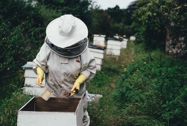 apicoltore Regina Elisabetta