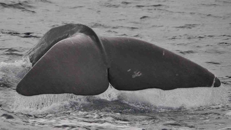Centinaia di balene arenate: la causa sembra misteriosa