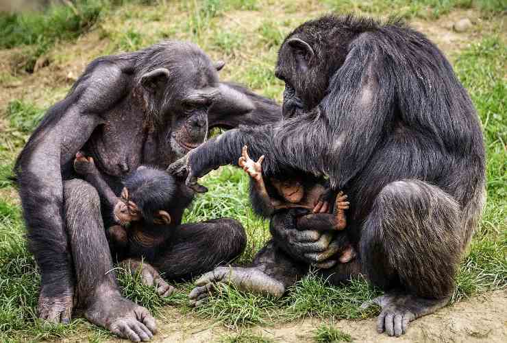 comportamento scimmia Pandemia