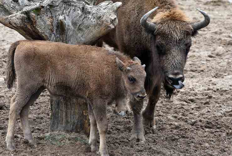 cucciolo bisonte europeo