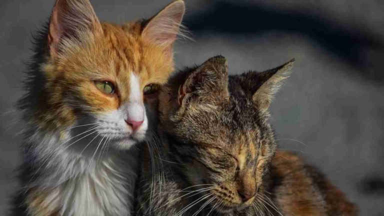 Liberati a Scicli oltre 50 gatti: erano detenuti da un accumulatore seriale