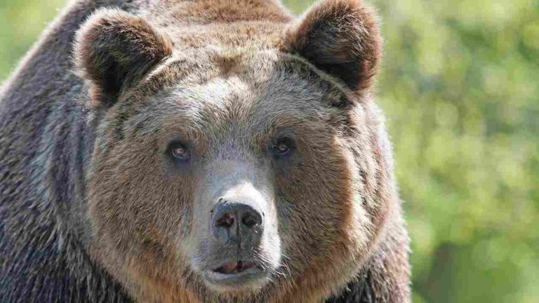 L’orso Juan Carrito è tornato in Abruzzo: continuano le sue passeggiate nei centri abitati