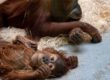 pandemia cambia comportamento scimmie zoo