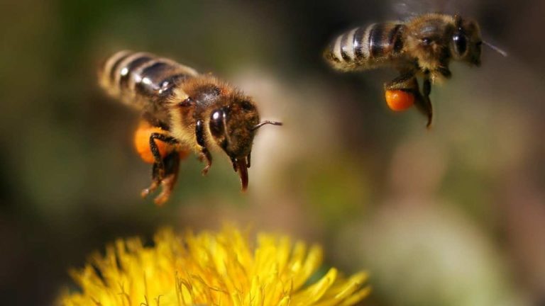 I pesticidi creano danni alle api: ecco quali sono i più gravi