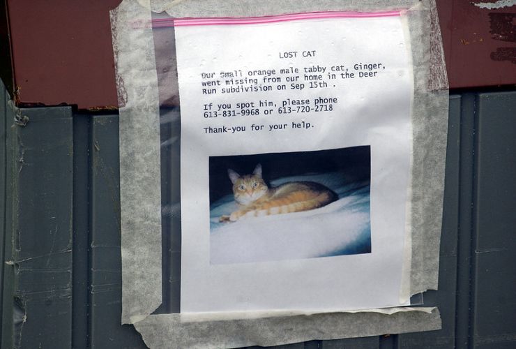 poster gatto scomparso
