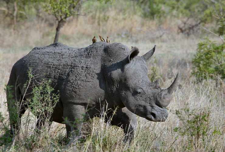 rinoceronte pericolo