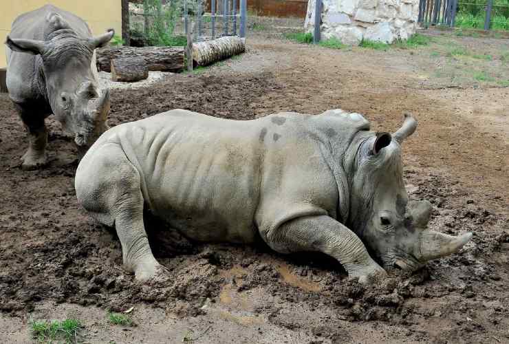 rinoceronti Bioparco Roma