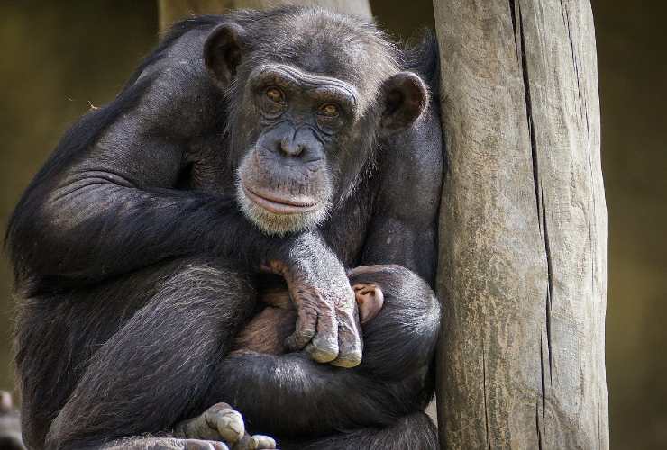 scimpanzé rapito