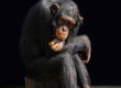scimpanzé rapito riserva naturale