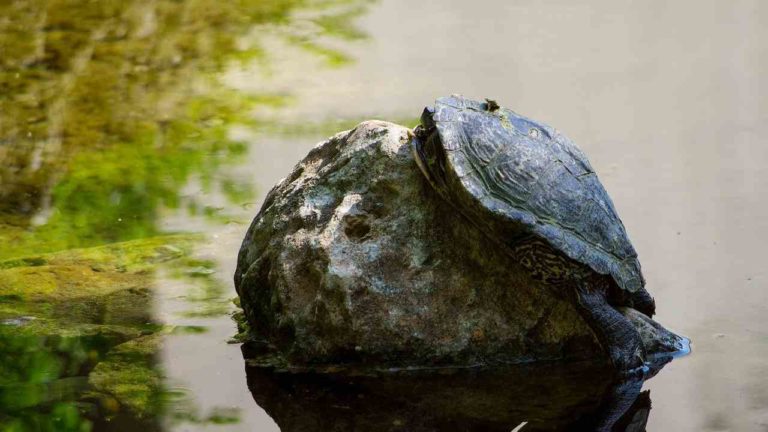 Compie 25 anni la tartaruga a due teste Janus