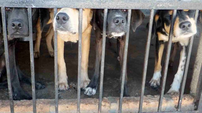 Mercati di Yulin: ancora orrore per cani e gatti