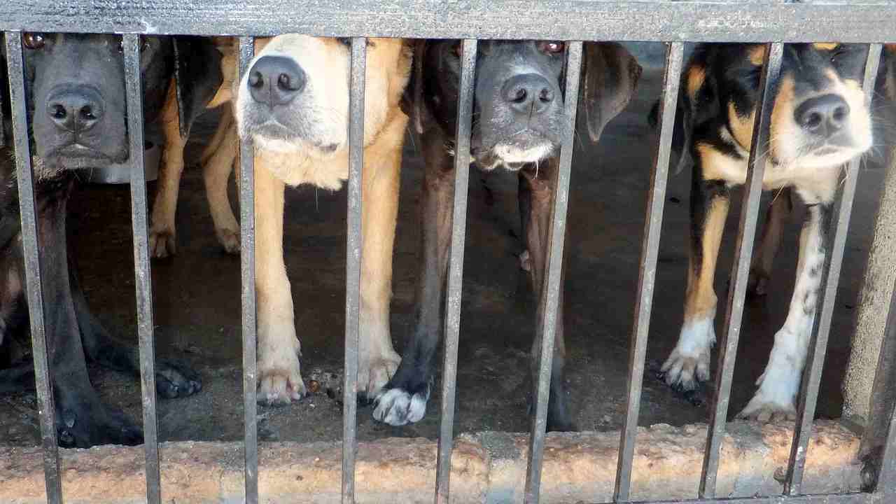 Cina Yulin strage cani e gatti