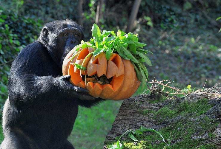 Halloween bioparco scimmia