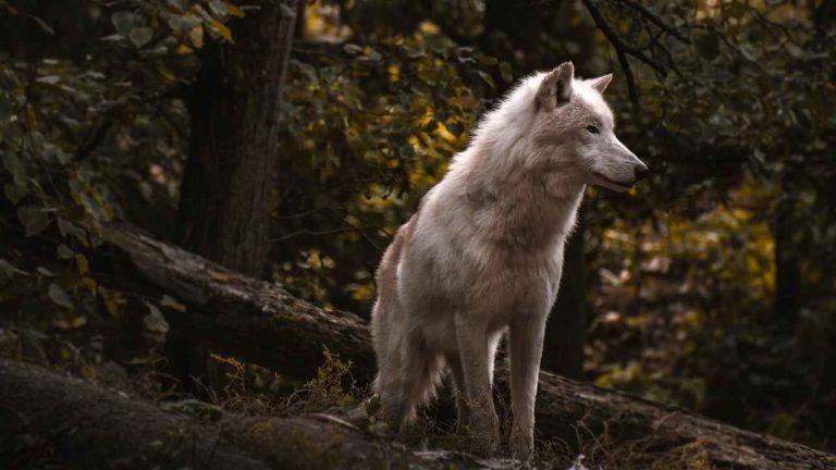 Il lupo è tornato nel Circeo: indicazioni per gli escursionisti