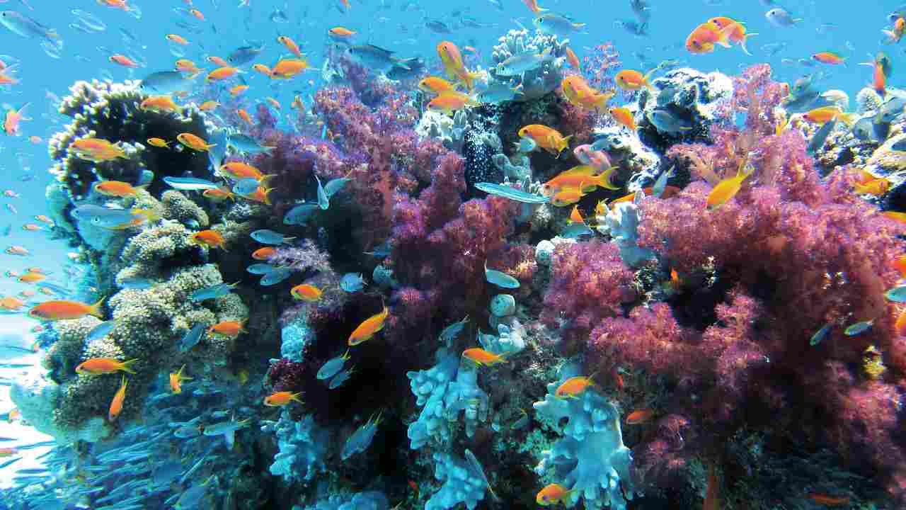 Mar Rosso coralli