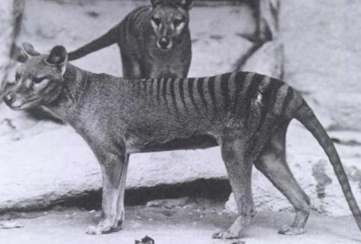 Tigre Tasmania