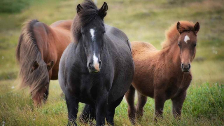 Veneto, nasce nucleo di conservazione per cavalli a rischio estinzione