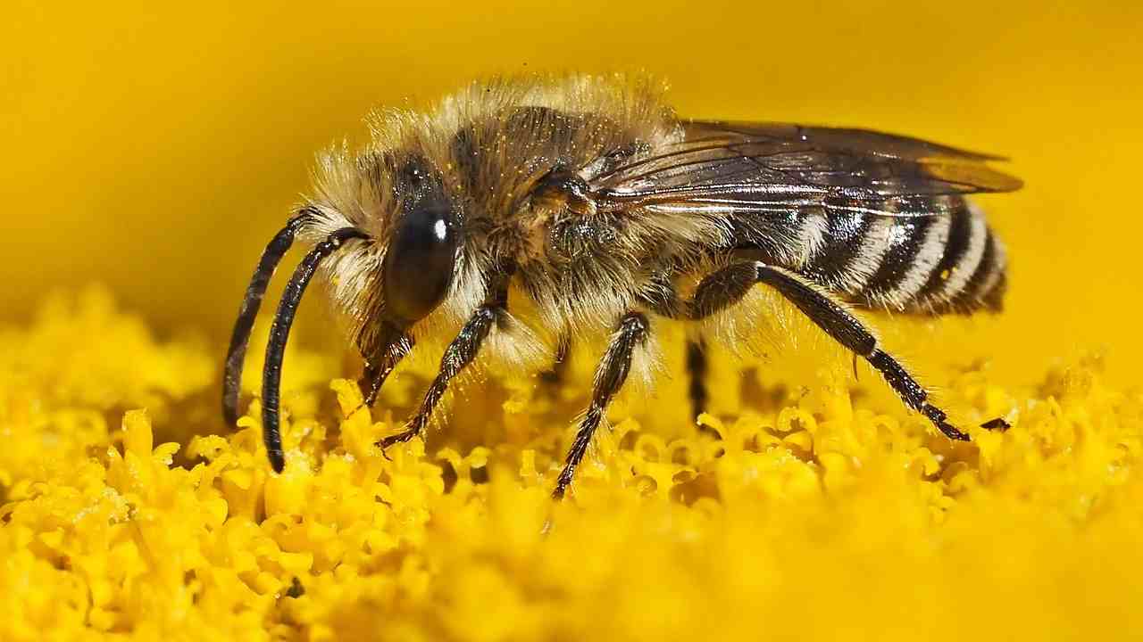 api progetto scuole Abruzzo