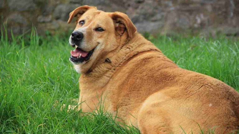 Allarme Enpa: circa la metà dei cani domestici sono in sovrappeso