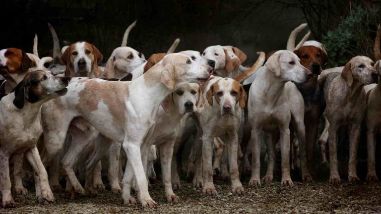 50 cani segregati in casa: accumulatrice seriale denunciata a Pavia