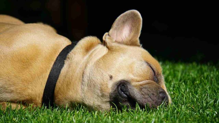 Cosa sognano i cani quando dormono?