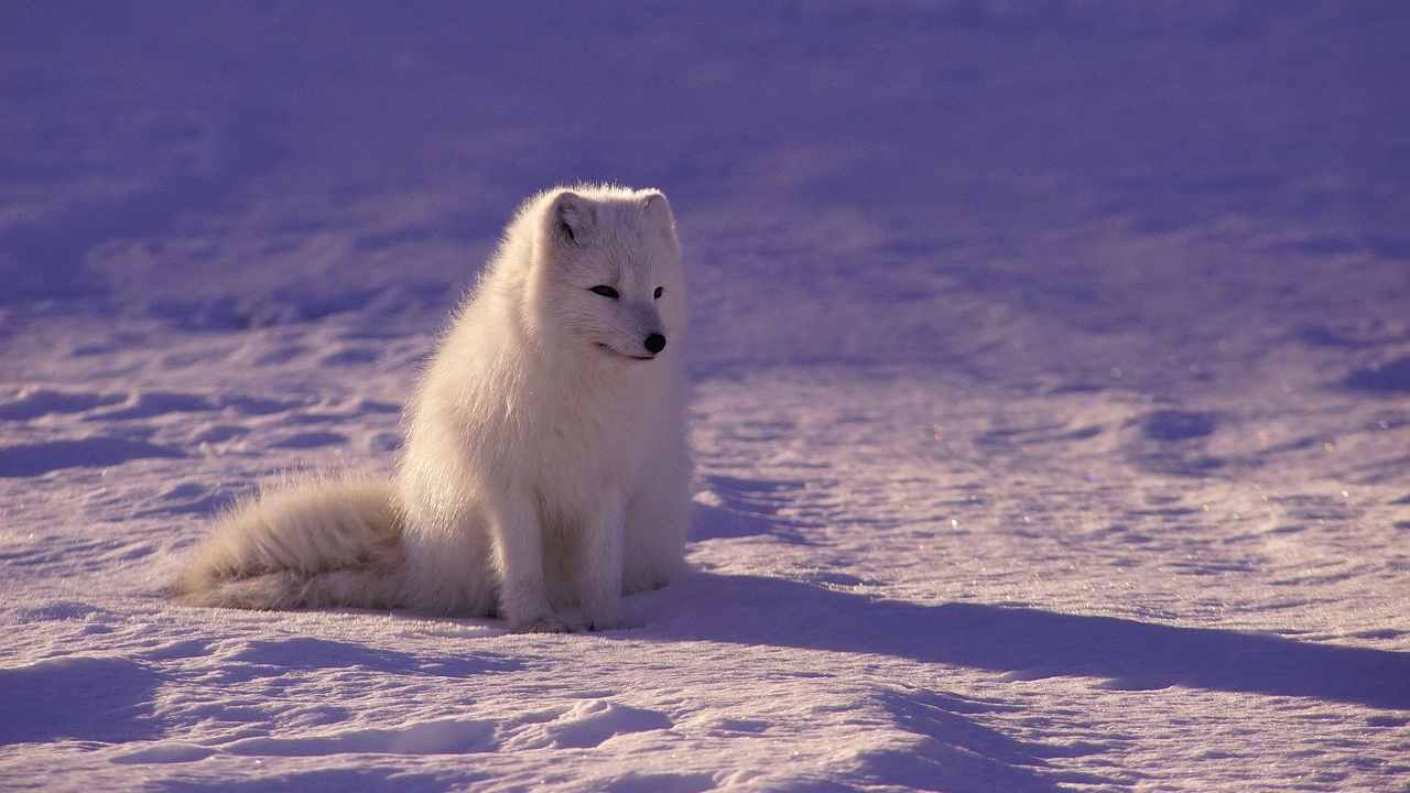 clone lupo bianco artico