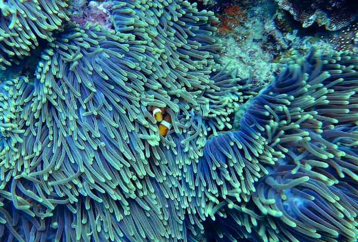 coralli mare