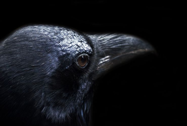 Il corvo nero: quale simbologia si lega a questo uccello