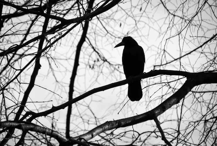 corvo nero simboli