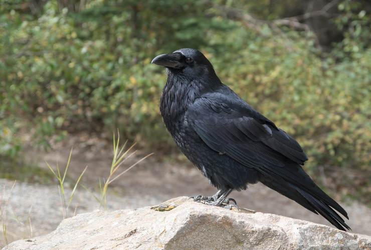 corvo simbologia