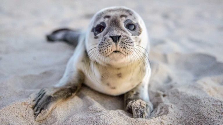 Cucciolo di foca muore inseguito dai turisti: educazione e informazione