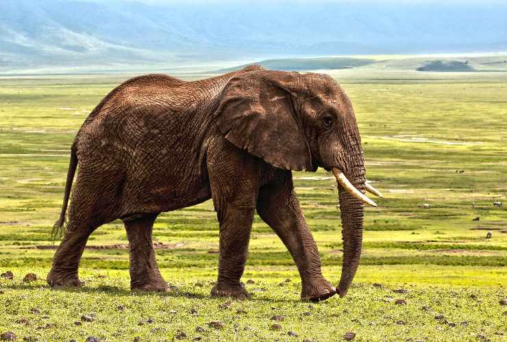 elefante specie estinzione