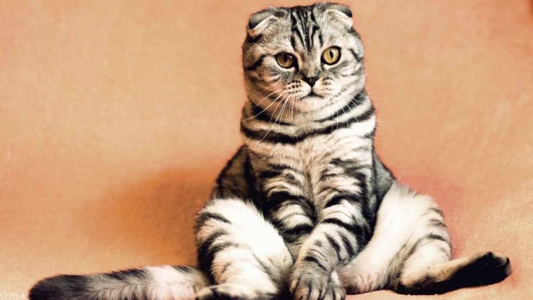 Il linguaggio dei gatti: come capirli quando ci “parlano”
