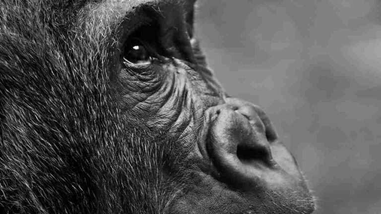 La storia di Bua Noi: la gorilla più triste del mondo