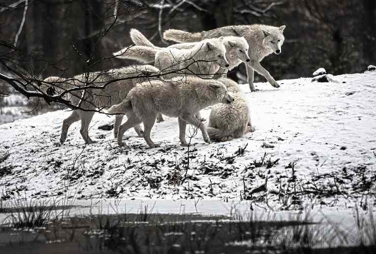 lupi bianchi artici