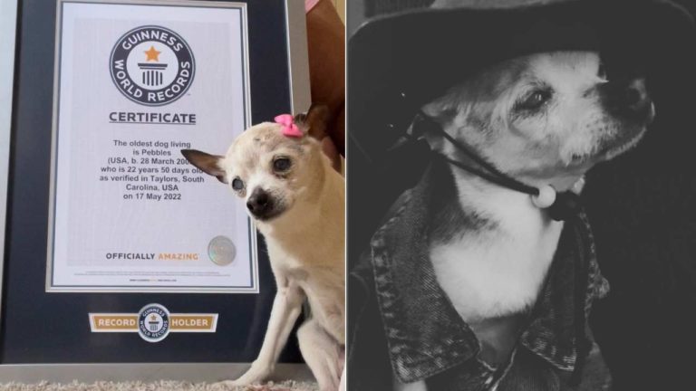 Addio a Pebbles, il cane più anziano del mondo: ecco a chi potrebbe passare il titolo