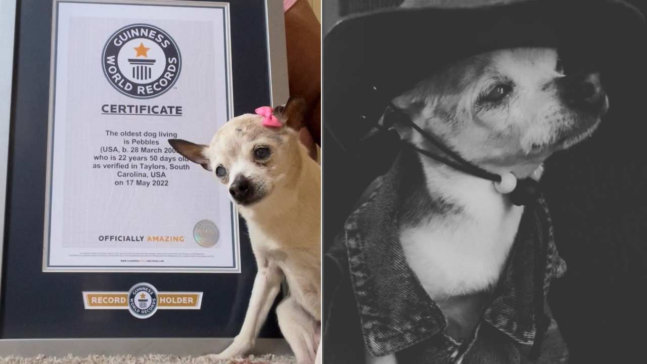 morto Pebbles cane più anziano del mondo