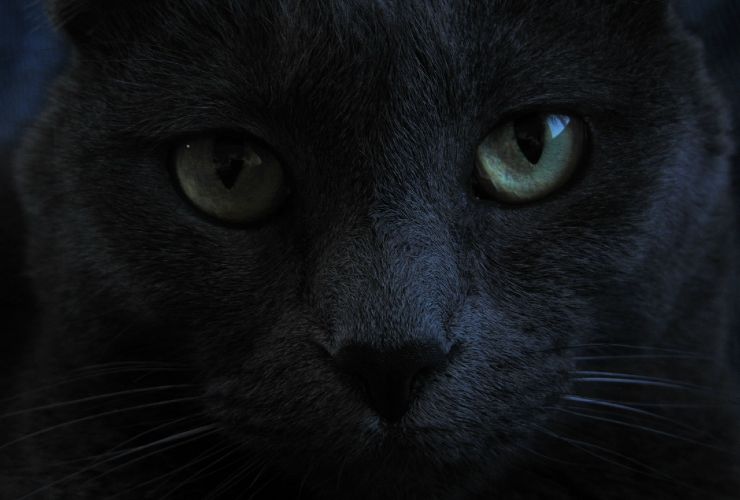 occhi gatto nero