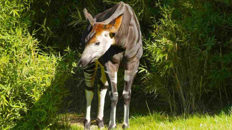 Okapi: le miniere d’oro sono una seria minaccia per la specie