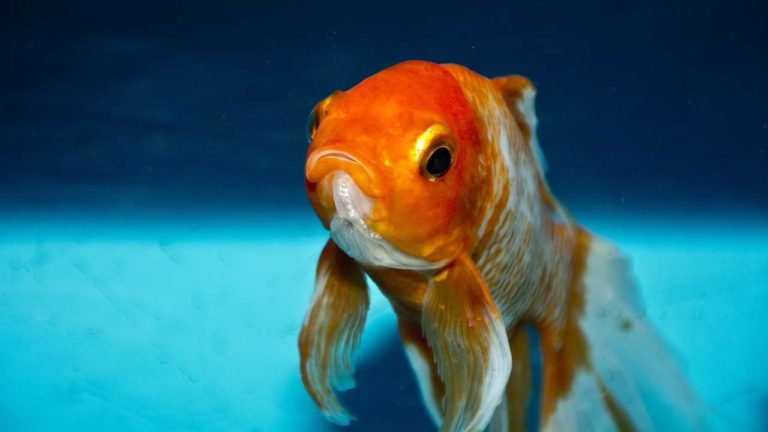 Lo “strano” caso dei pesci rossi giganti