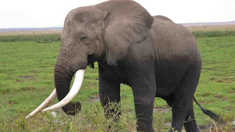 Tonnellate di zanne di elefante sul mercato nero: tante arrivano da scorte governative